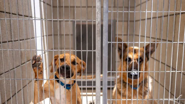 Overcrowded NYC Animal Shelters Gets Help