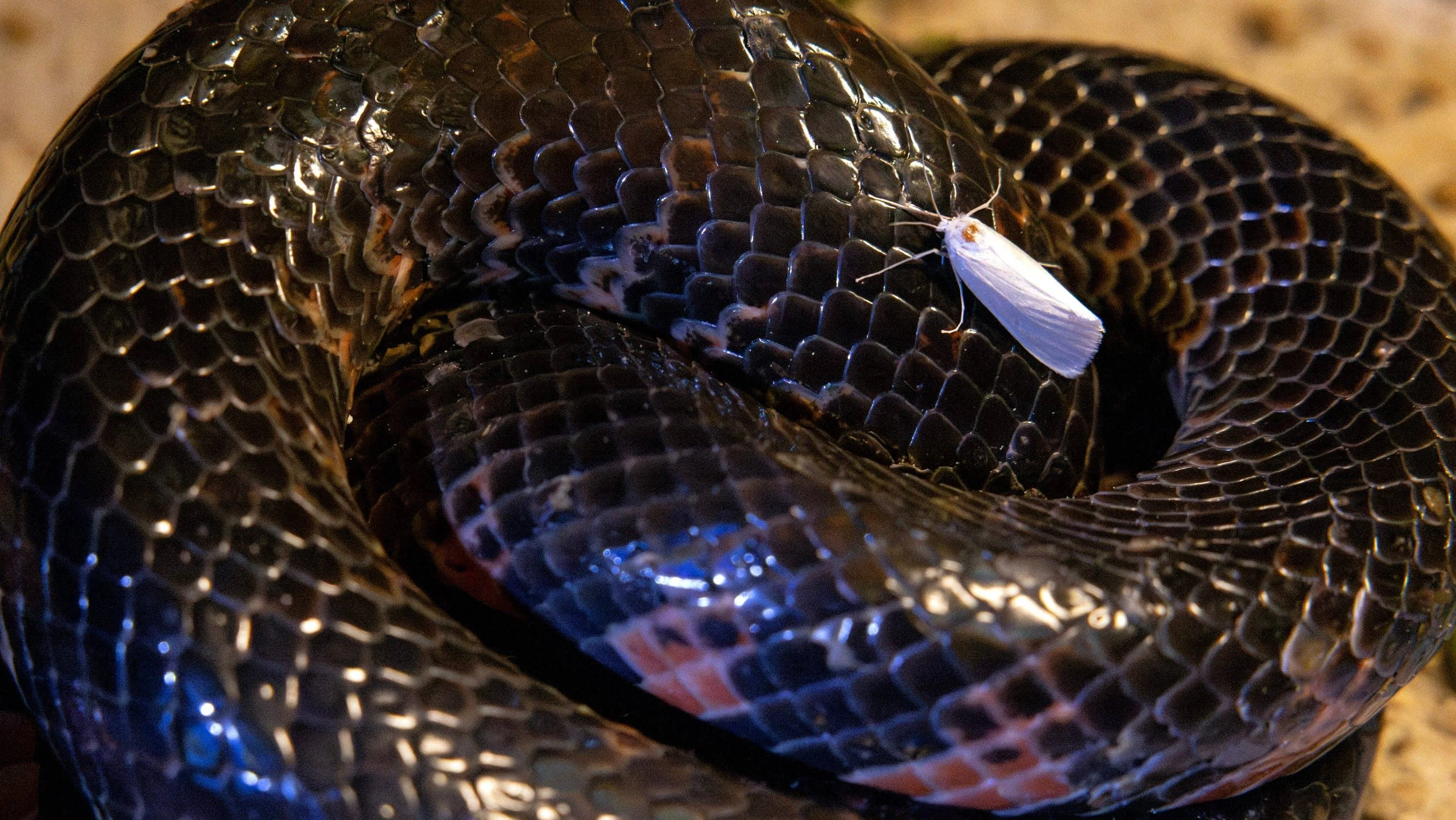 syndication-treasure-coast-29