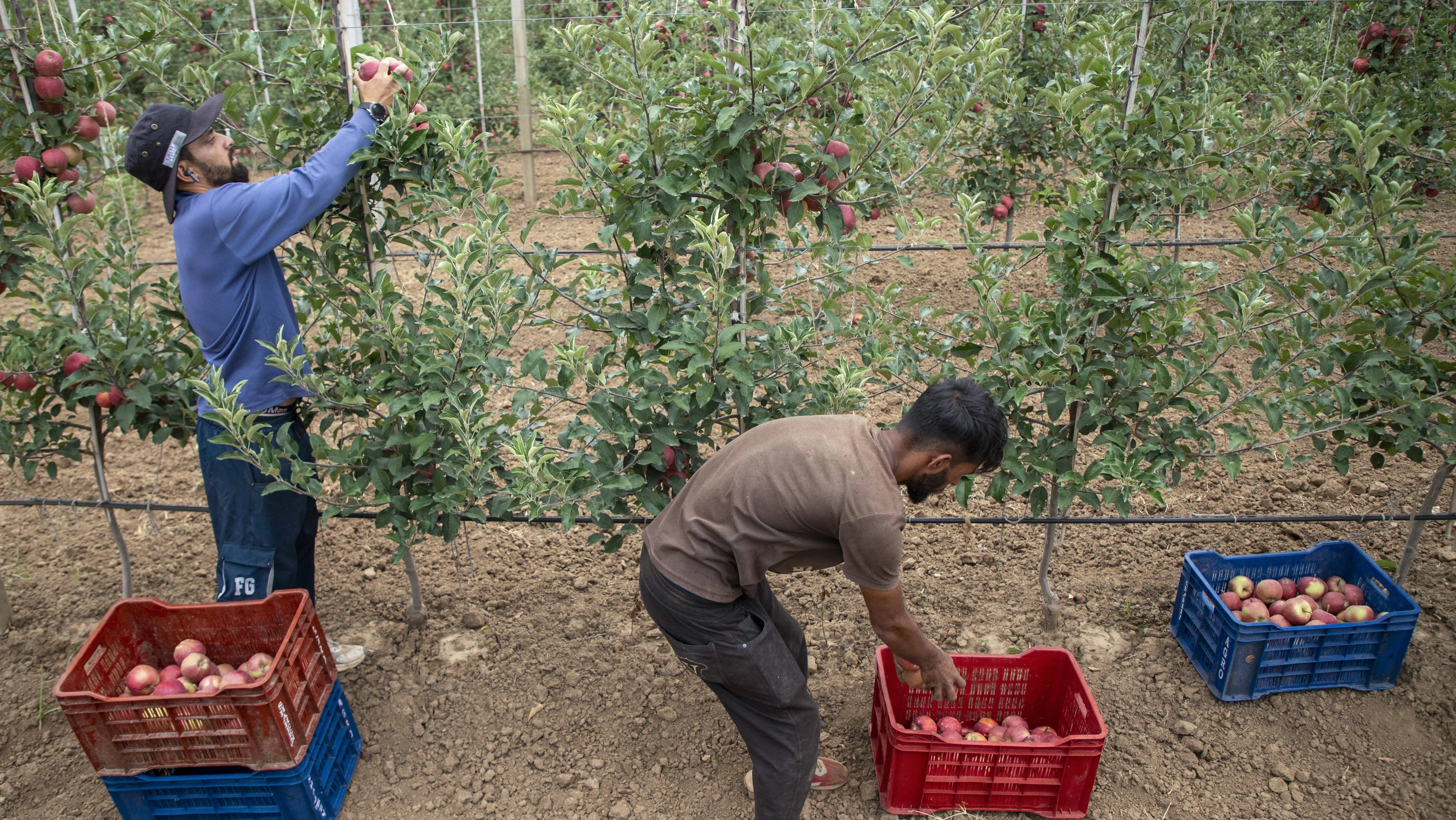 farmers-harvest-hybrid-apples-in-kashmir-india-03-aug-2025