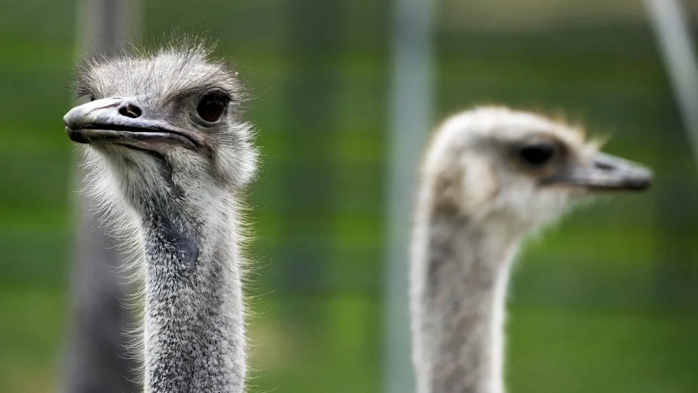 syndication-arizona-republic-109