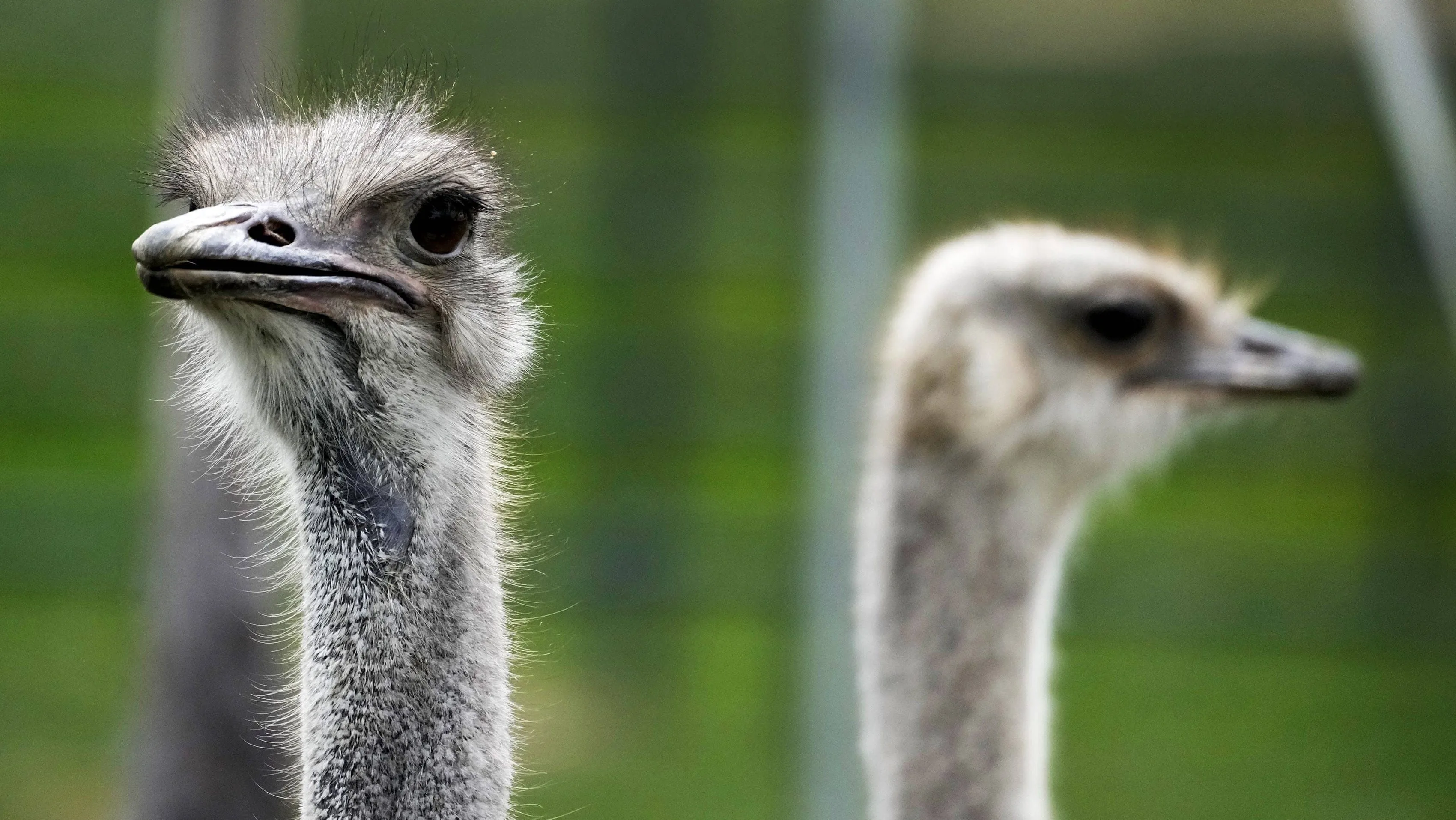 syndication-arizona-republic-109