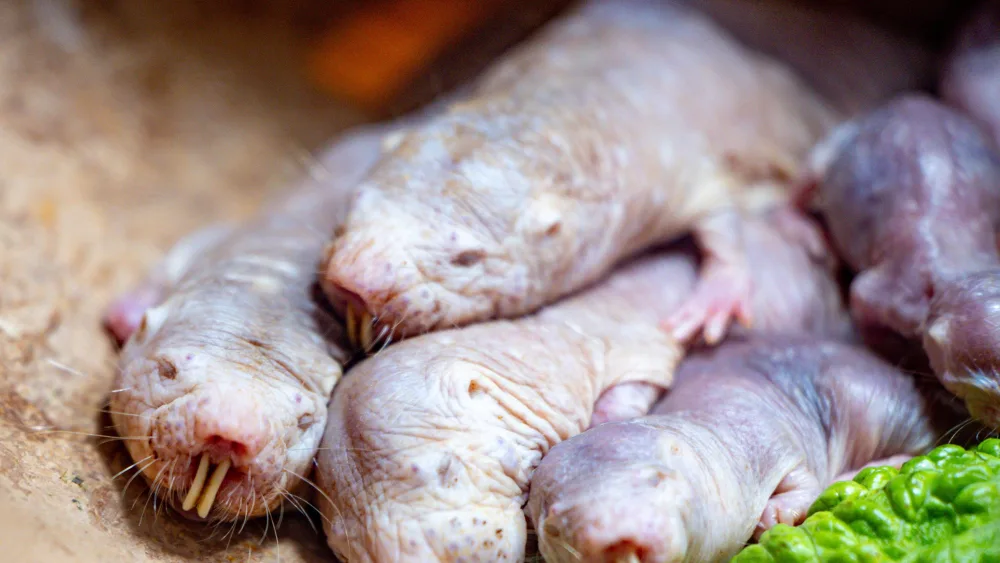 syndication-the-oklahoman-37