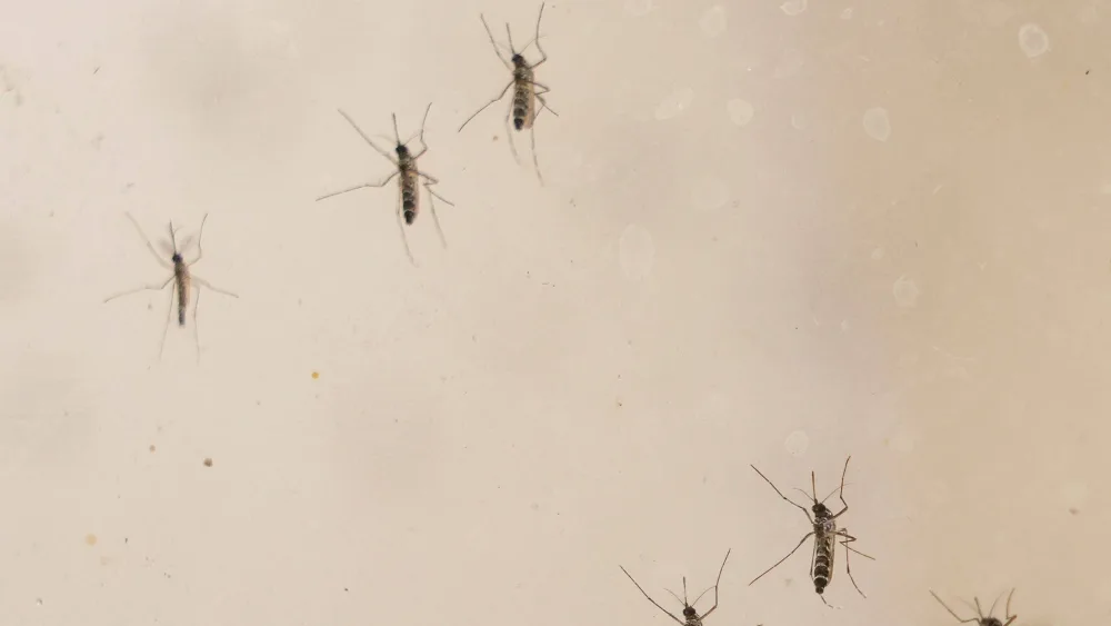 syndication-treasure-coast-33