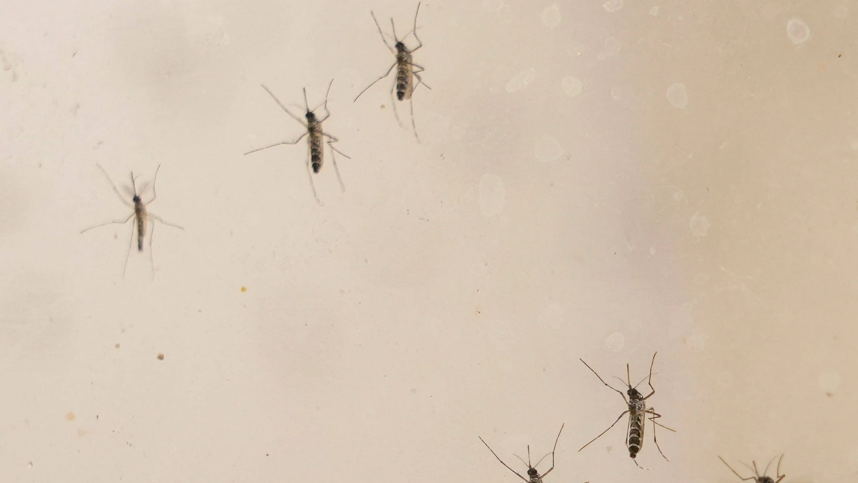 syndication-treasure-coast-33