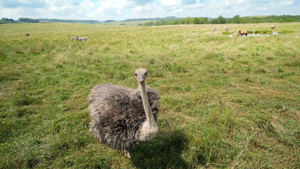 syndication-the-columbus-dispatch-57