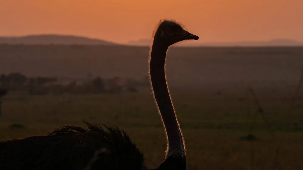 kenya-masai-mara-national-reserve-wildlife