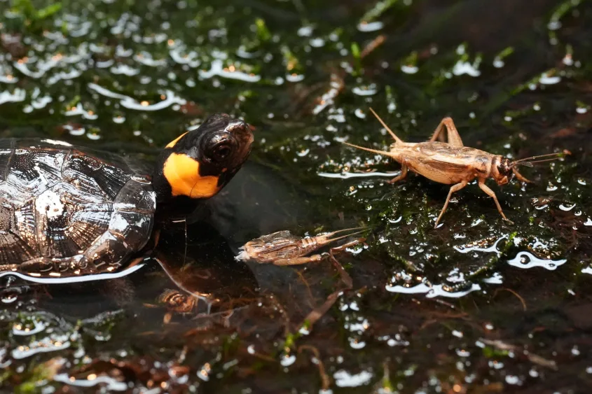 syndication-the-knoxville-news-sentinel-25