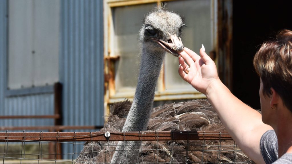 Why Does Canada Insist on Killing 400 Ostriches?