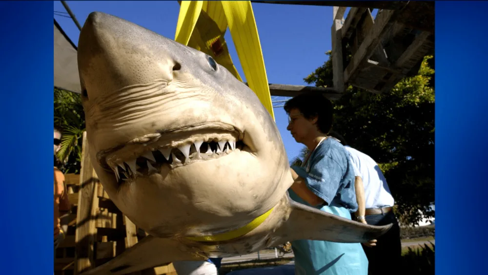 flippin-tings-for-newsletter-2025-10-09t124407-336