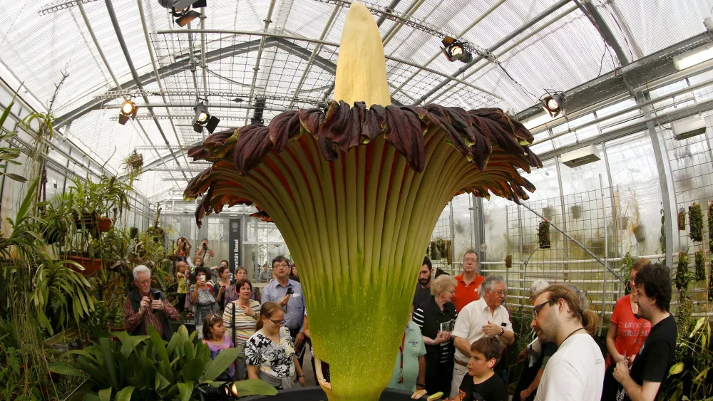 visitors-look-at-a-titan-arum-flower-at-basels-botanical-garden-2