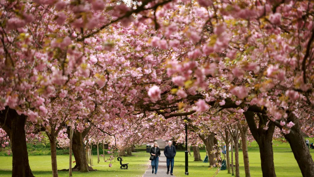 people-walk-along-an-avenue-of-blossoming-cherry-trees-in-the-stray-park-in-harrogate-britain