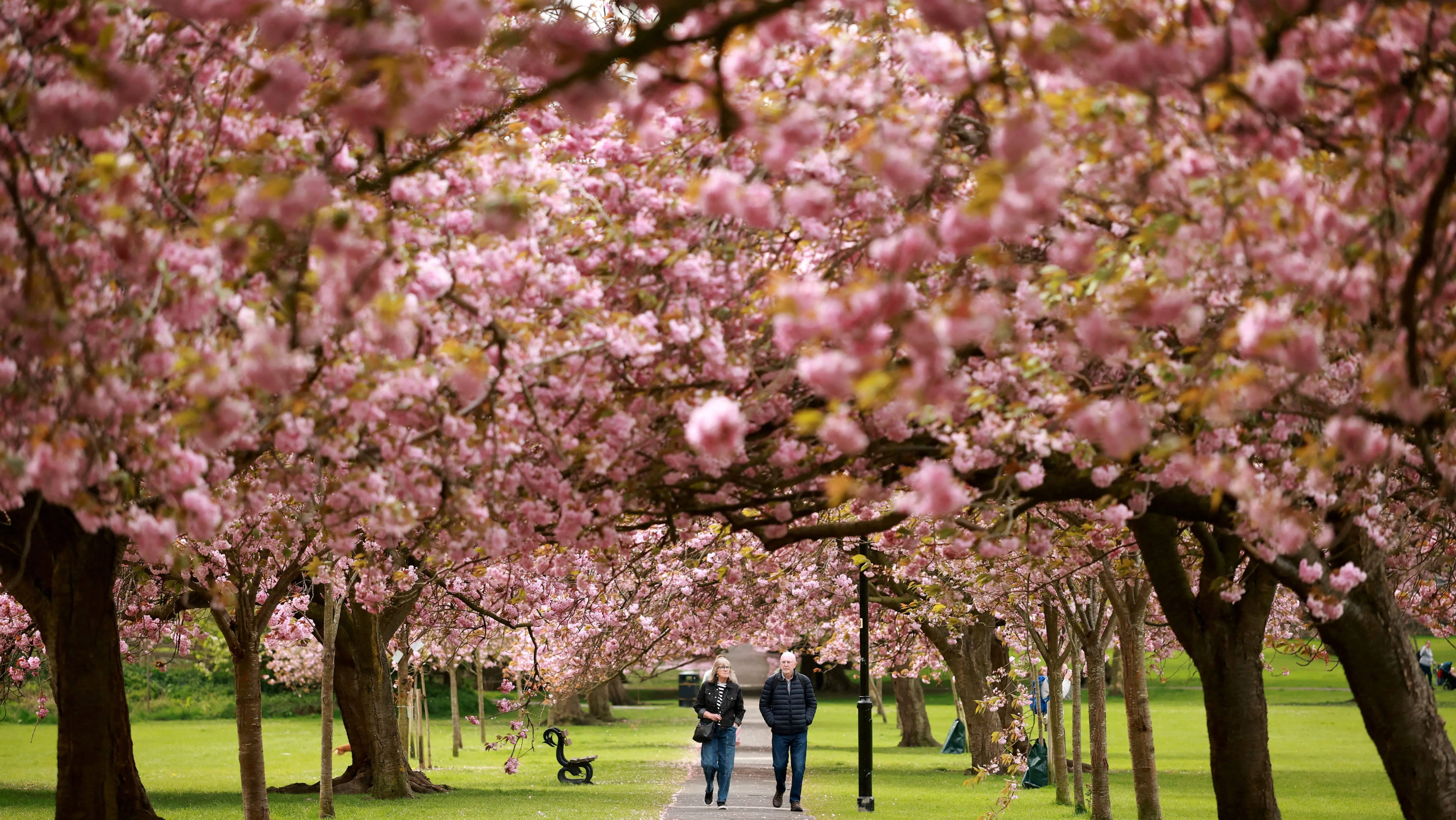 people-walk-along-an-avenue-of-blossoming-cherry-trees-in-the-stray-park-in-harrogate-britain