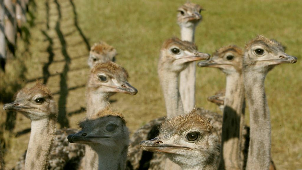 Top Court Won’t Save Canadian Ostriches