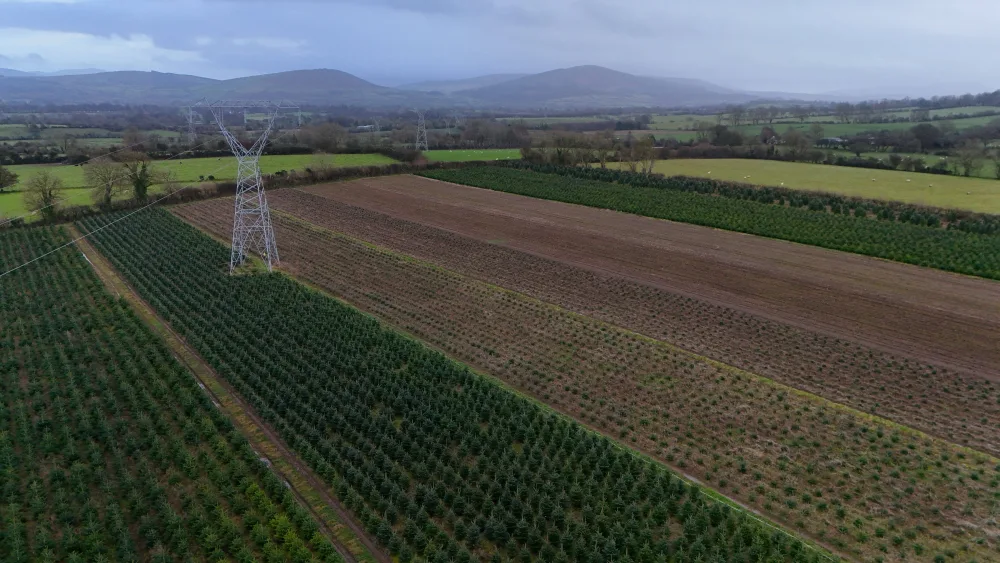 christmas-tree-farm-in-brannockstown