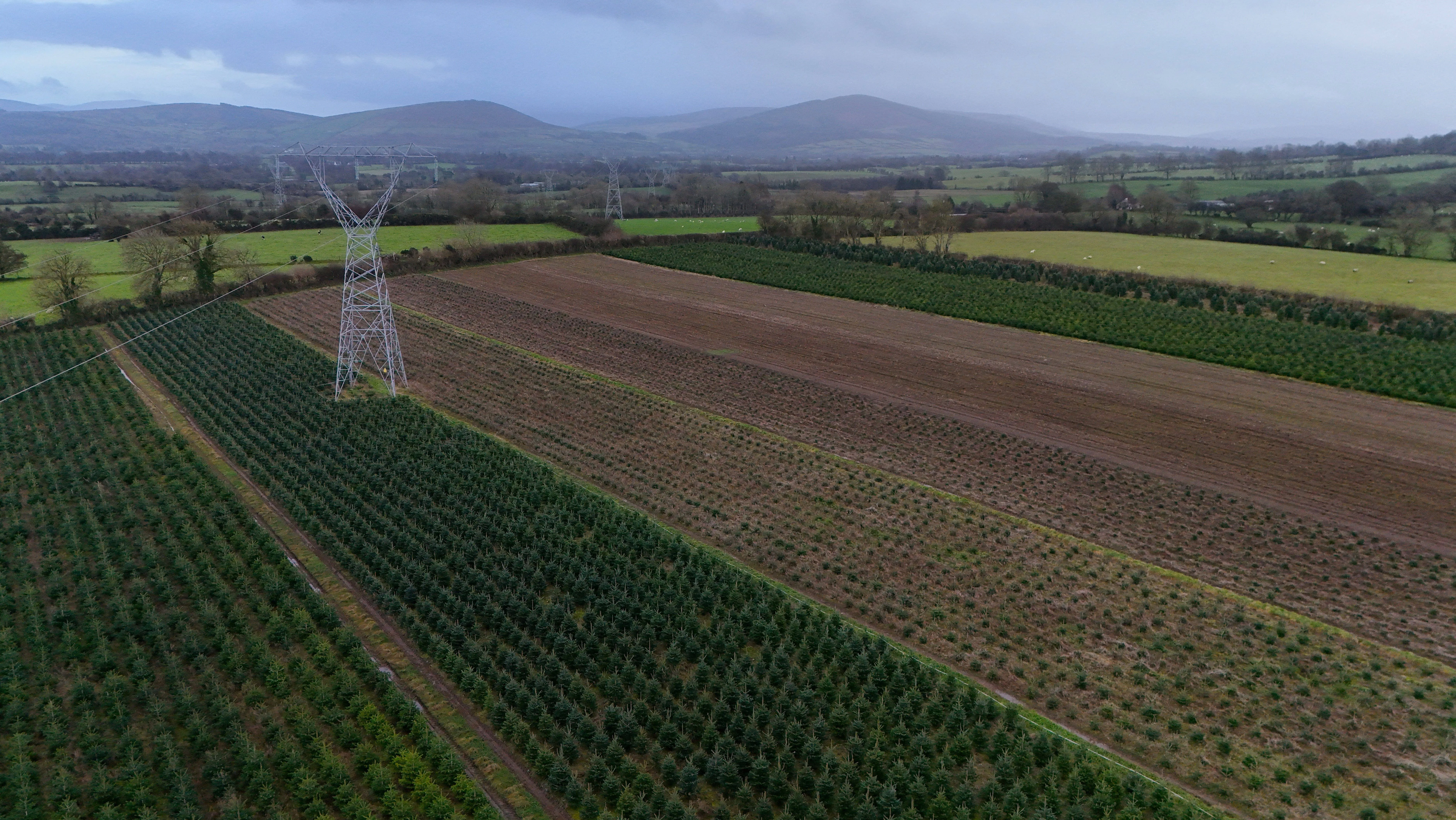 christmas-tree-farm-in-brannockstown