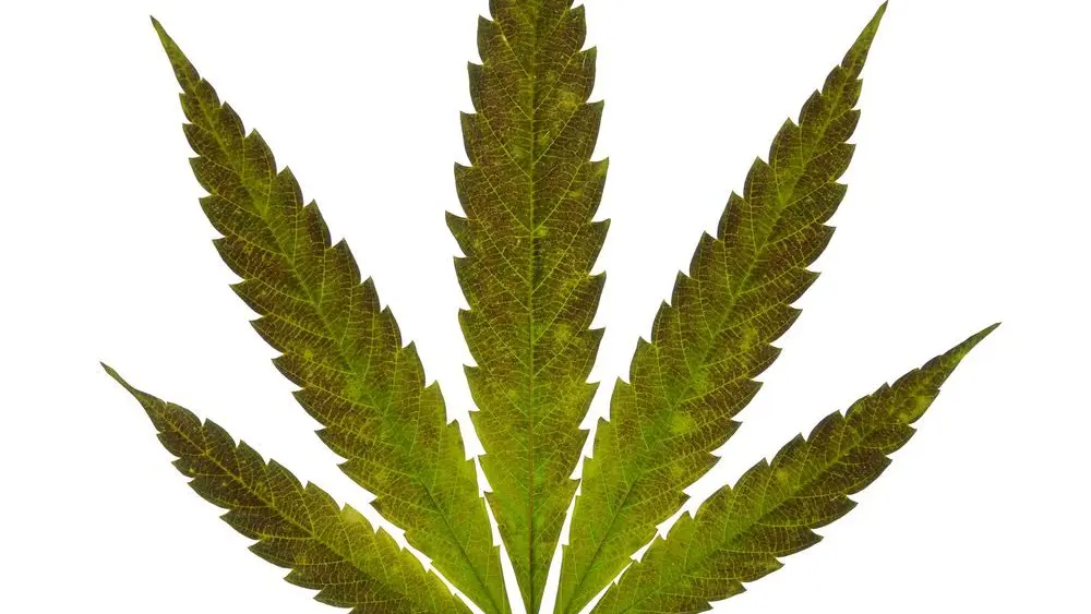 x8gps2xw5wndvmcijvdppr-1000-80