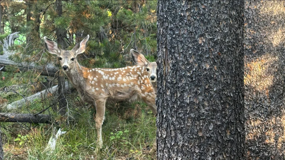 two-mule-deer-fawns-walk-in-grand-teton-national-park-wyoming