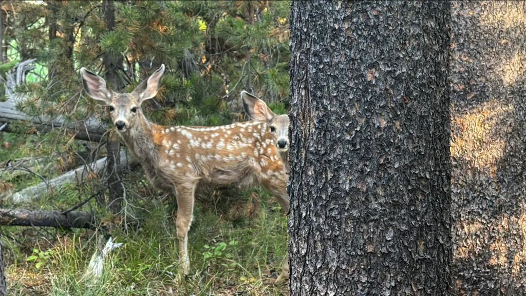 two-mule-deer-fawns-walk-in-grand-teton-national-park-wyoming