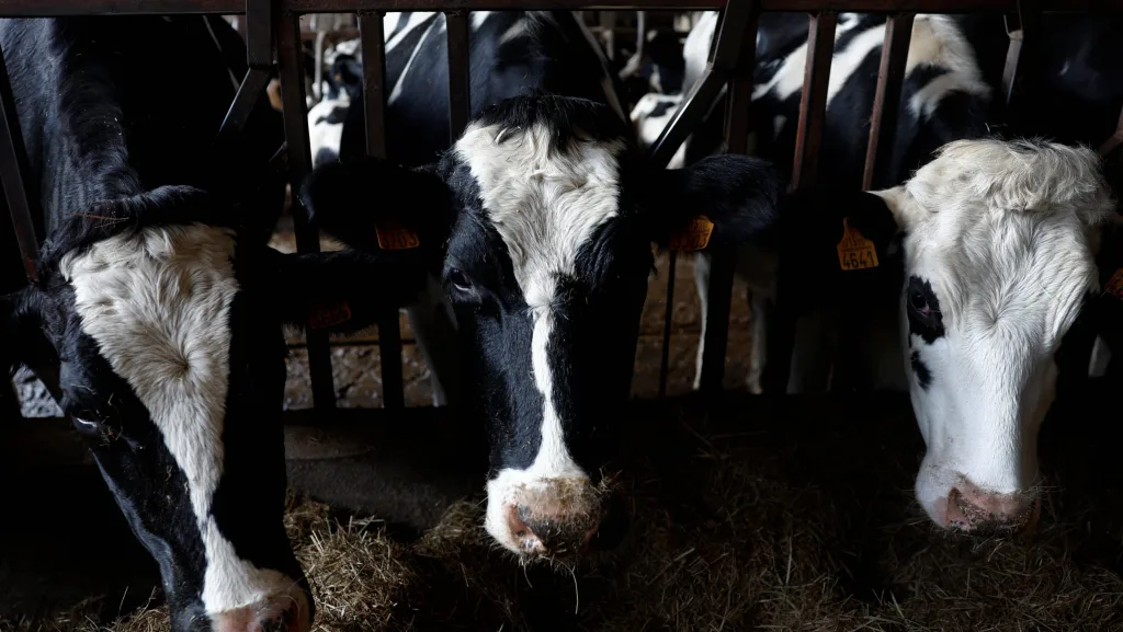 fresian-milk-cows-eat-hay-at-santana-farm-in-the-basque-village-of-kortezubi