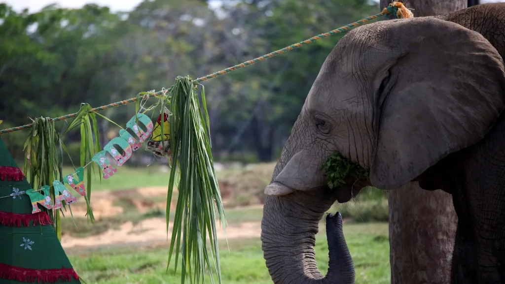 christmas-celebrations-for-the-animals-at-the-hacienda-napoles-zoo-in-puerto-triunfo