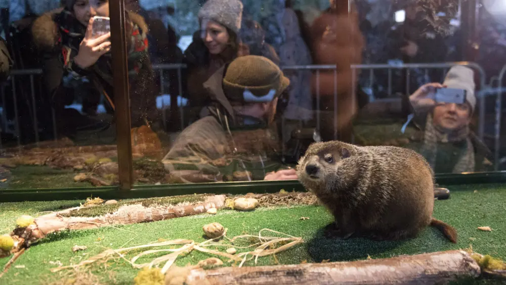 Groundhog Day Staten Island Zoo, Groundhog Chuck, Photo Credit : Reuters