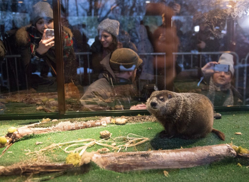 Staten Island Chuck Predicts Six More Weeks of Winter at Zoo’s Groundhog Day Event