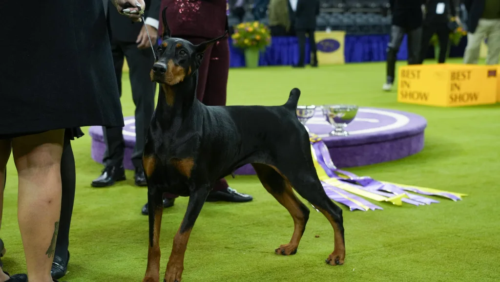 dog-show-westminster-kennel-club-dog-show-second-day