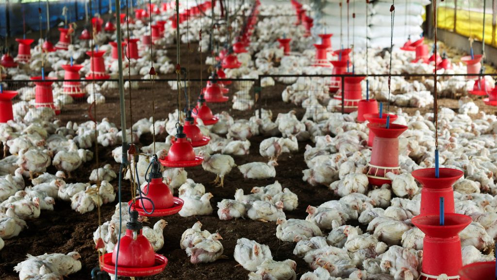 LI Town Crying Foul Over Chicken Farm