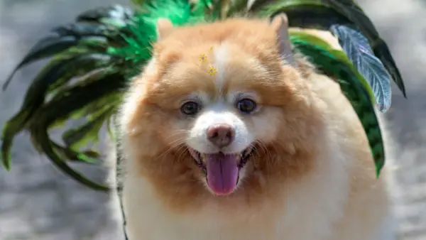 Your Dog Can Vote in California??