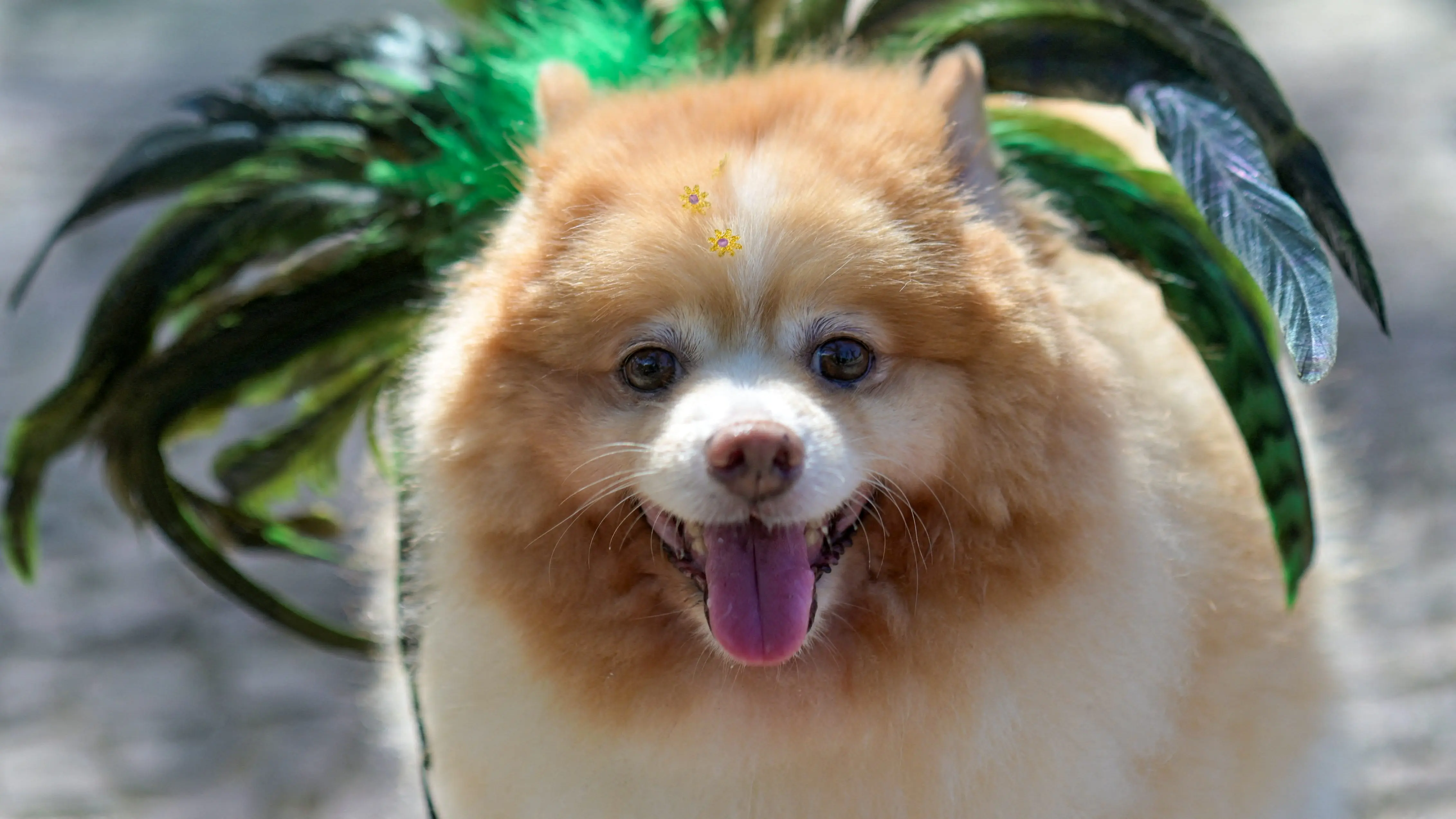 blocao-dog-carnival-parade-in-rio-de-janeiro