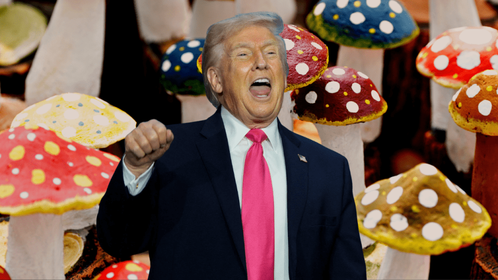 Joe Rogan & Trump Tackle Psychedelic Studies