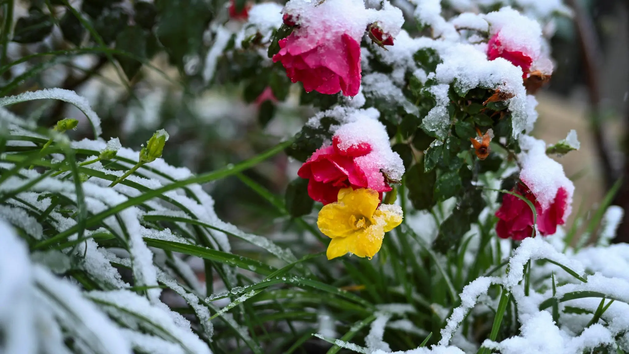 spring-snow-amid-the-worst-drought-in-colorados-history
