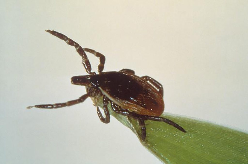 HHS Launches Major National Effort to Address Lyme Disease and Tick-Borne Illnesses