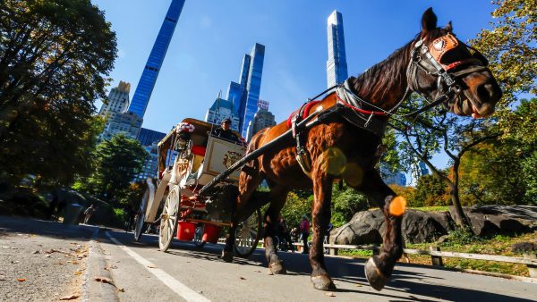 John Catsimatidis Calls for Federal Investigation Into NYC Horse Carriage Ban
