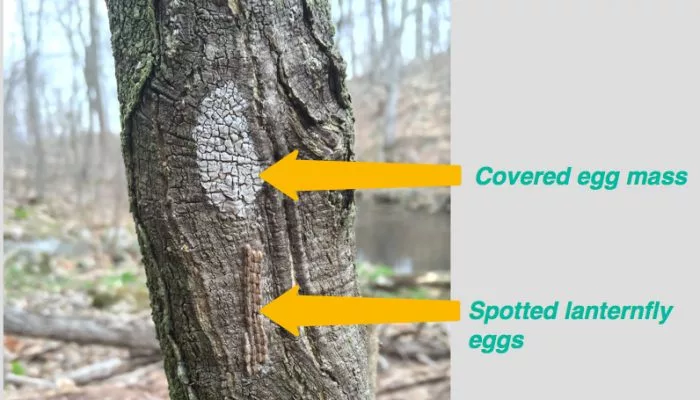 spotted-lanternfly-egg-mass-and-exposed-eggs-700x400