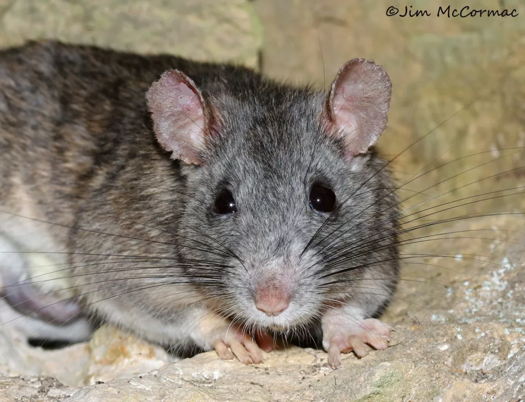 3-allegheny-woodrat-neotoma-magister-edge-of-appalachia-preserve-adams-co