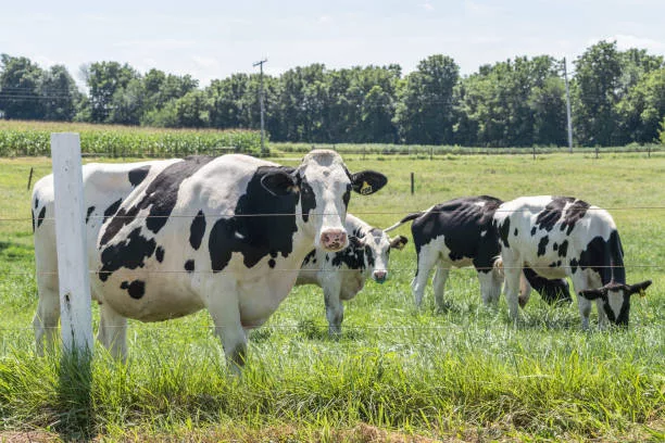 holstein-cow-in-pasture-on-lancaster-county-pennsylvania-diary-farm