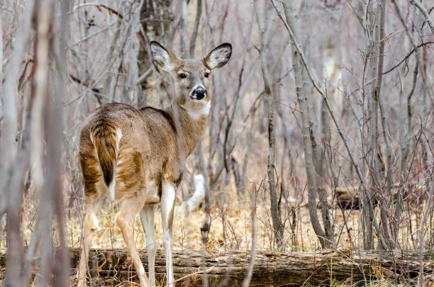 close-up-white-tailed-doe-deer-in-an-autumn-landscape-looking-at-the-camera