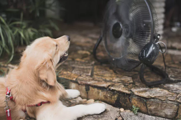 golden-retriever-with-blurry-background-fan-cooling-heat-stroke-concept