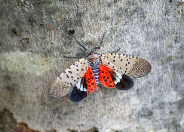 top-view-of-spotted-lanternfly-chester-county-pennsylvania