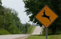 crossing-deer