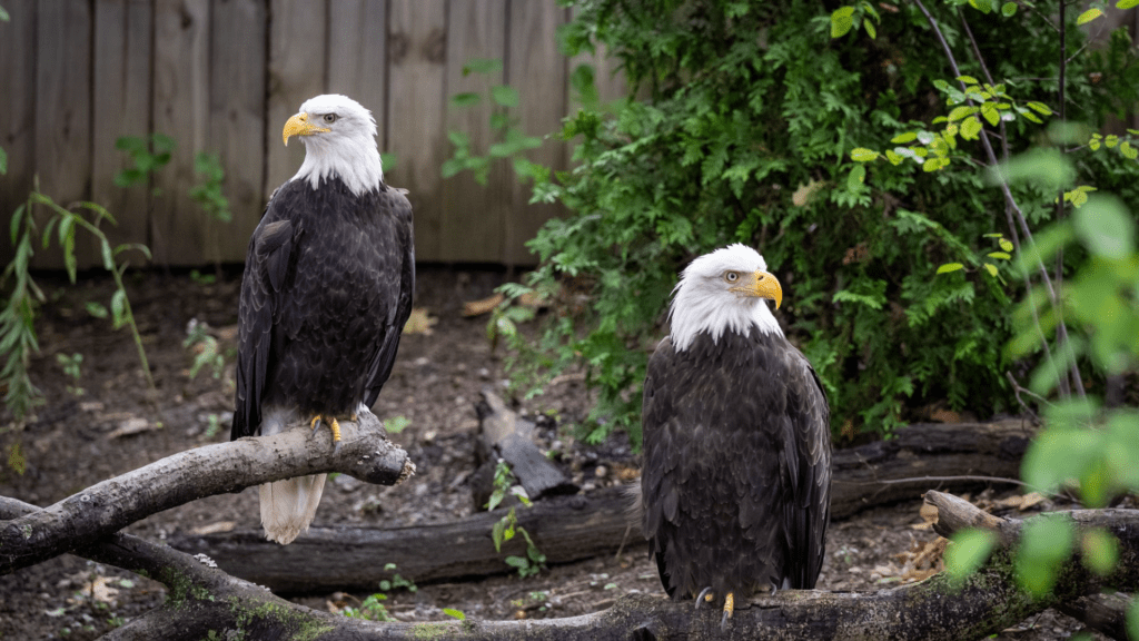 t_412ff9b9325a4d19b2d54ddbd8097490_name_bald_eagles