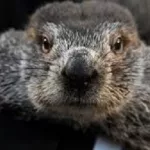 Punxsutawney Phil To Make Rounds