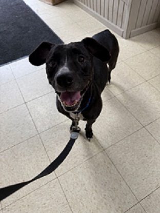 Dog Thrown Over Fence At Humane Society Needs Surgery | Lightner ...