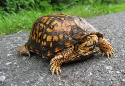 turtle-2