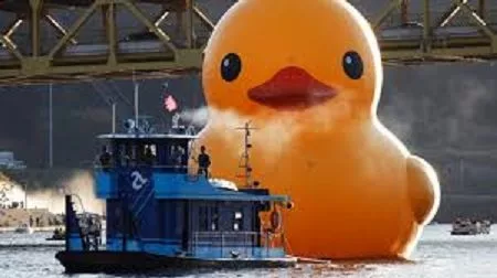 duck-3