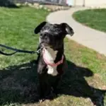 Owner Admits To Telling Child To Throw Dog Over Fence At Humane Society