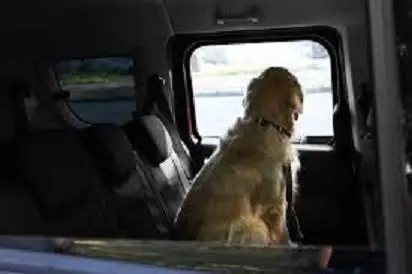 dog-in-truck