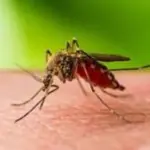 West Nile Detected In Most Of Pennsylvania