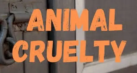 animal-cruelty